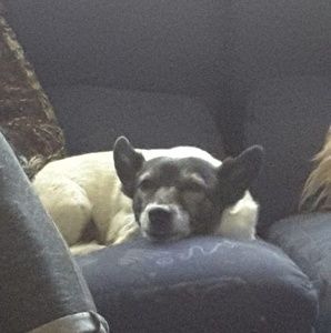 Meet your Posher, Anne